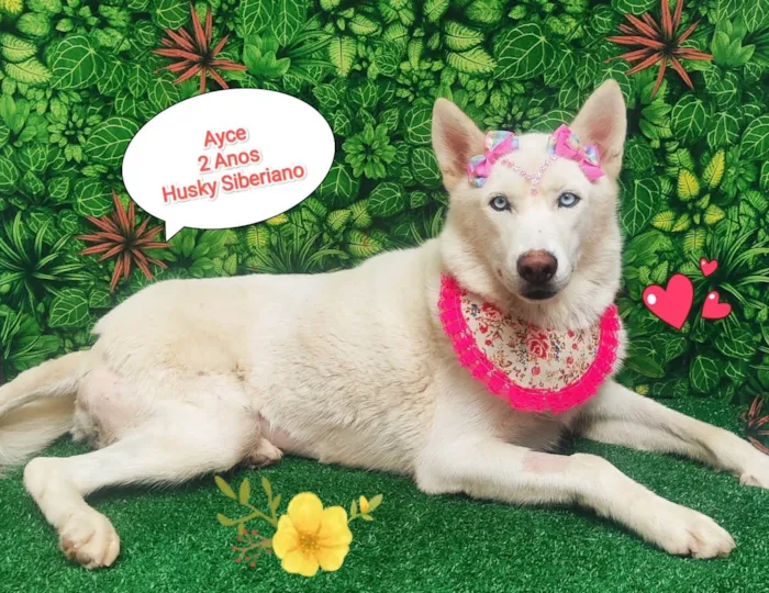 Cachorro ra a Husky Siberiano idade 2 anos nome Ayce