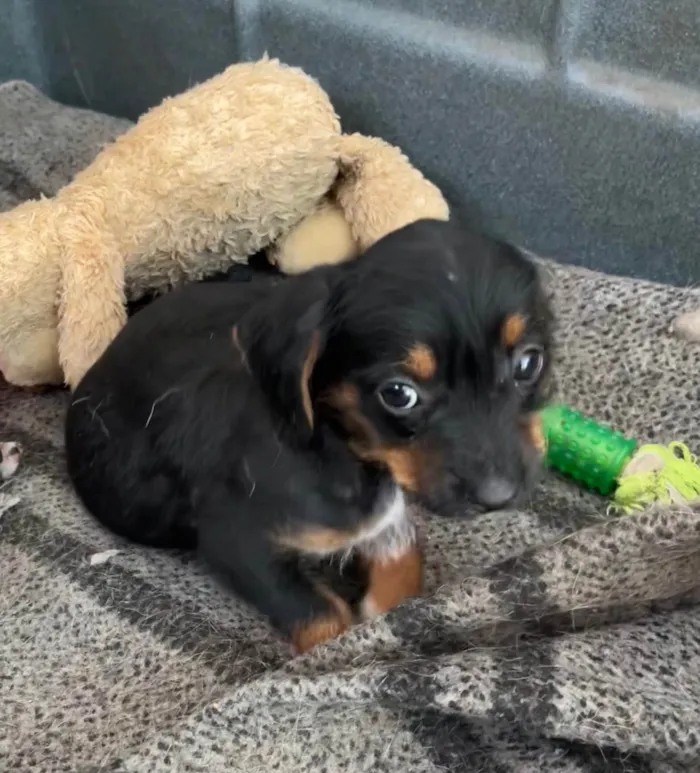 Cachorro ra a SRD-ViraLata idade 2 a 6 meses nome Fany