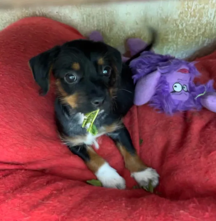 Cachorro ra a SRD-ViraLata idade 2 a 6 meses nome Fany