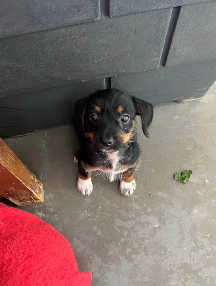 Cachorro ra a SRD-ViraLata idade 2 a 6 meses nome Fany