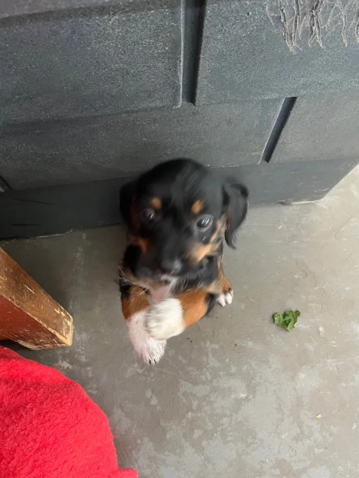 Cachorro ra a SRD-ViraLata idade 2 a 6 meses nome Fany