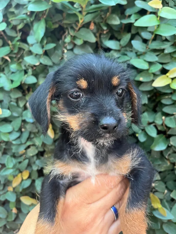 Cachorro ra a SRD-ViraLata idade 2 a 6 meses nome Fany