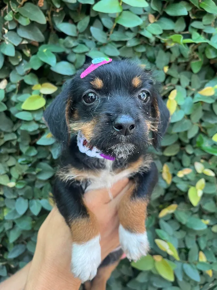 Cachorro ra a SRD-ViraLata idade 2 a 6 meses nome Fany