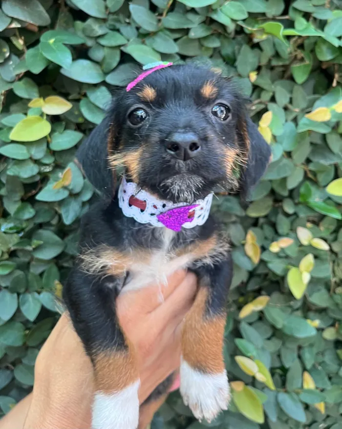 Cachorro ra a SRD-ViraLata idade 2 a 6 meses nome Fany