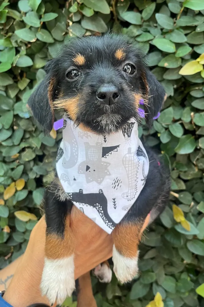 Cachorro ra a SRD-ViraLata idade 2 a 6 meses nome Fany