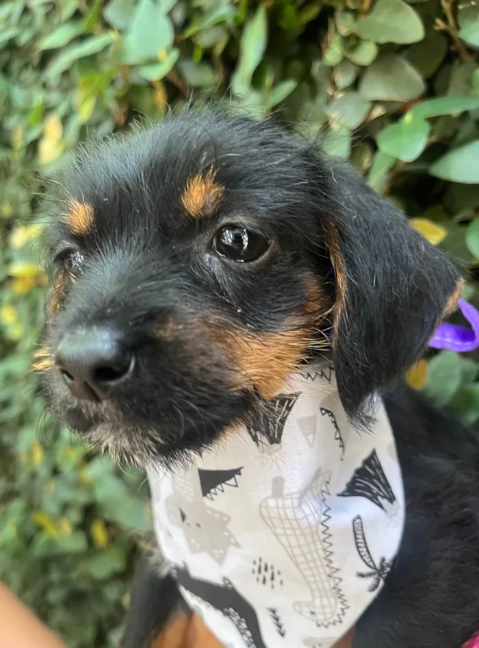 Cachorro ra a SRD-ViraLata idade 2 a 6 meses nome Fany