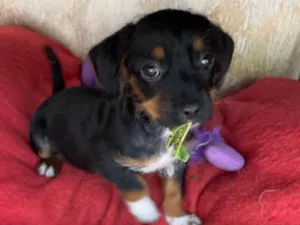 Cachorro raça SRD-ViraLata idade 2 a 6 meses nome Fany