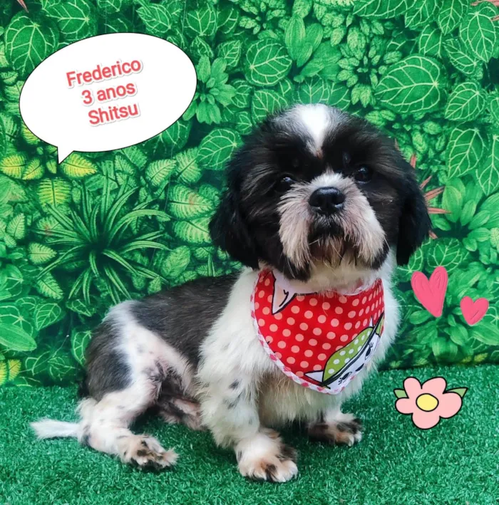 Cachorro ra a Shitzu idade 3 anos nome Frederico 
