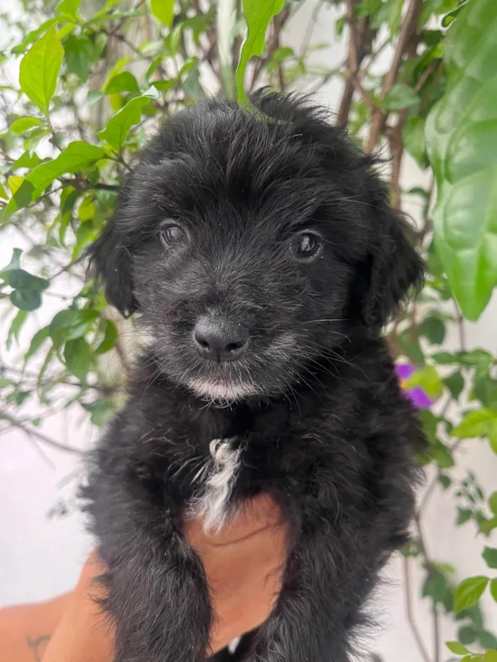 Cachorro ra a Mix de poodle idade 2 a 6 meses nome Brian