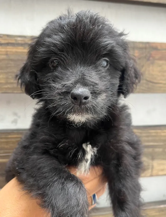 Cachorro ra a Mix de poodle idade 2 a 6 meses nome Brian