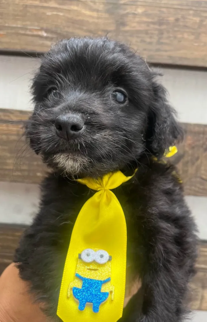 Cachorro ra a Mix de poodle idade 2 a 6 meses nome Brian