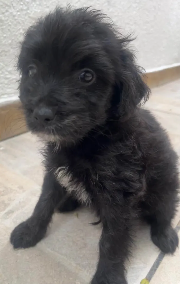 Cachorro ra a Mix de poodle idade 2 a 6 meses nome Brian