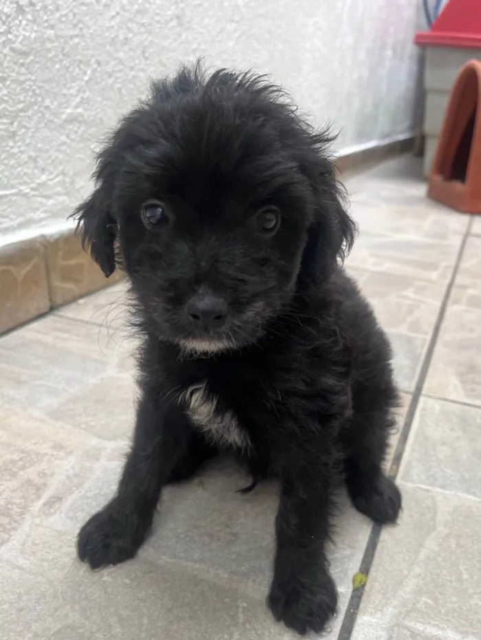 Cachorro ra a Mix de poodle idade 2 a 6 meses nome Brian