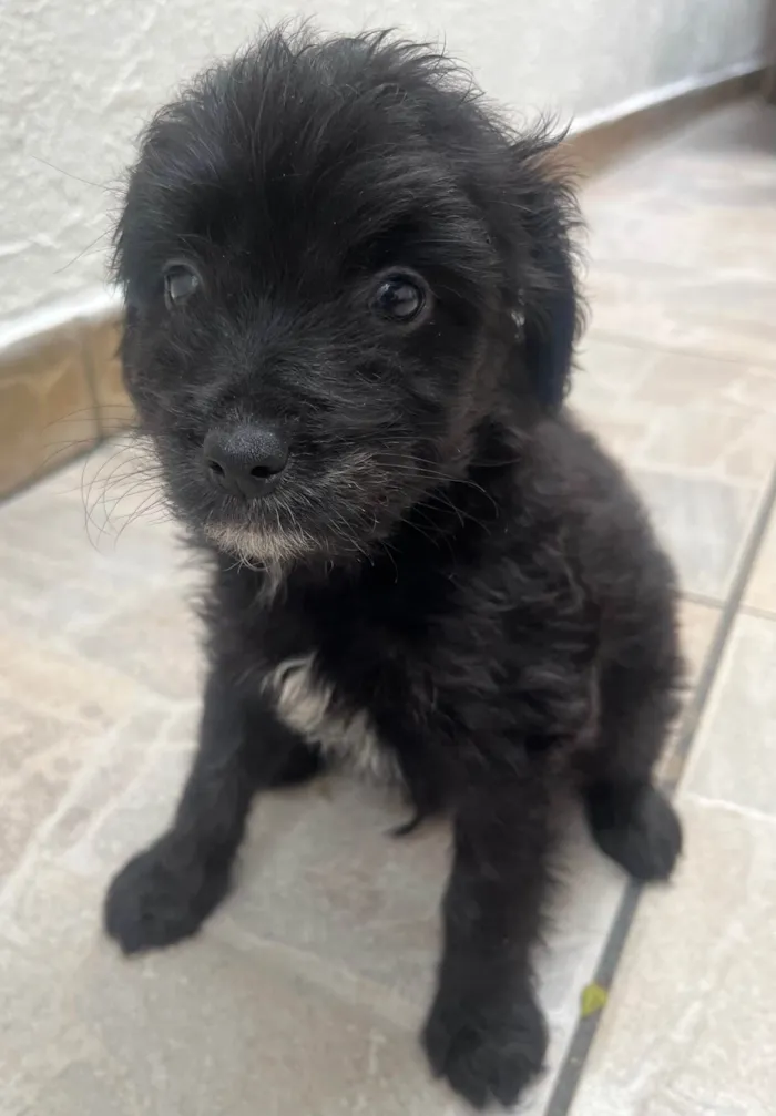 Cachorro ra a Mix de poodle idade 2 a 6 meses nome Brian