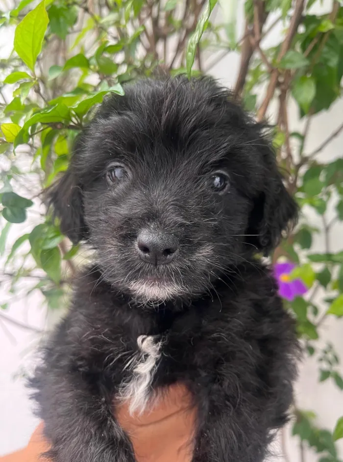 Cachorro ra a Mix de poodle idade 2 a 6 meses nome Brian