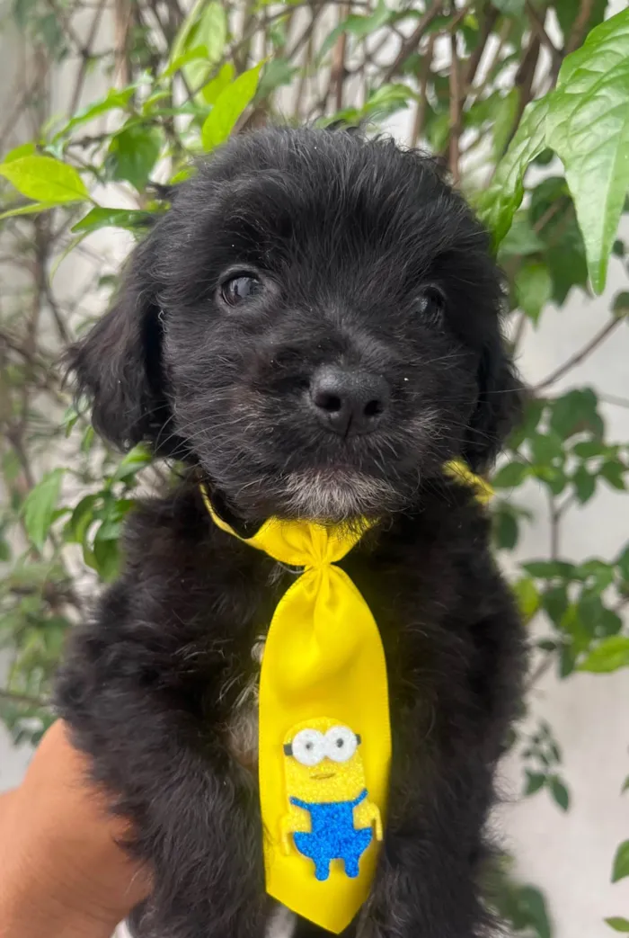 Cachorro ra a Mix de poodle idade 2 a 6 meses nome Brian