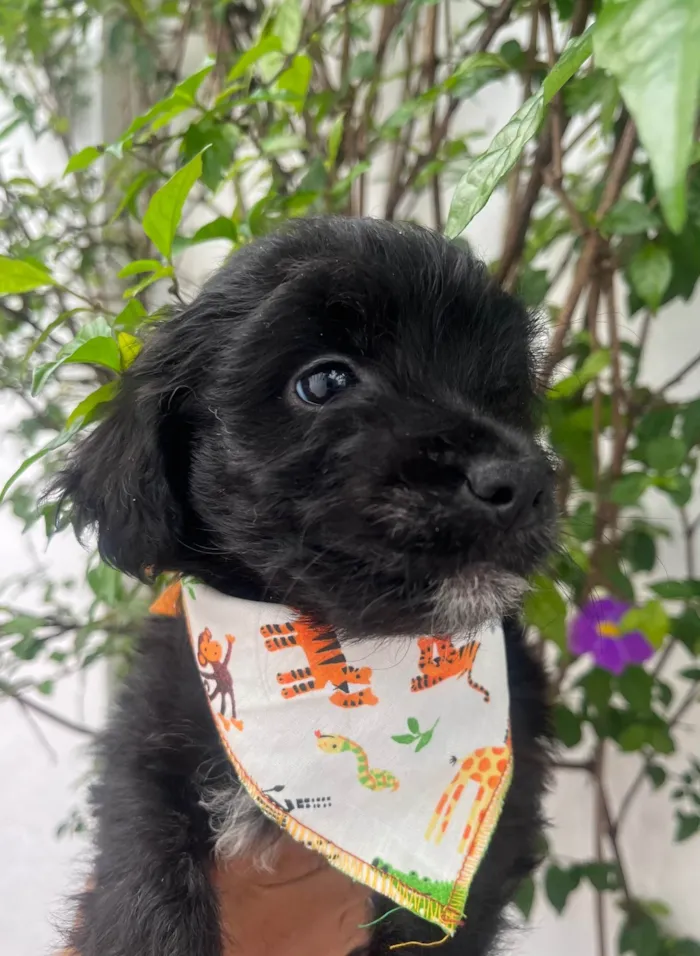 Cachorro ra a Mix de poodle idade 2 a 6 meses nome Brian