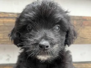 Cachorro raça Mix de poodle idade 2 a 6 meses nome Brian
