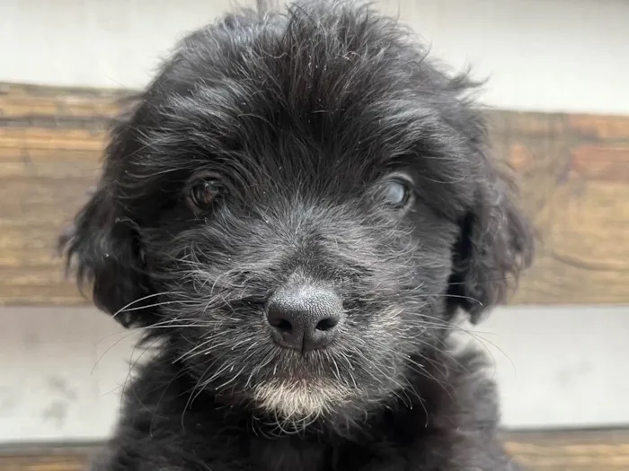 Cachorro ra a Mix de poodle idade 2 a 6 meses nome Brian