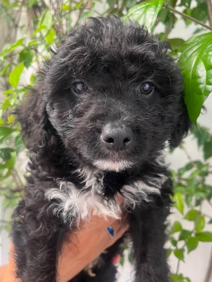 Cachorro ra a Mix de Poodle idade 2 a 6 meses nome Bento