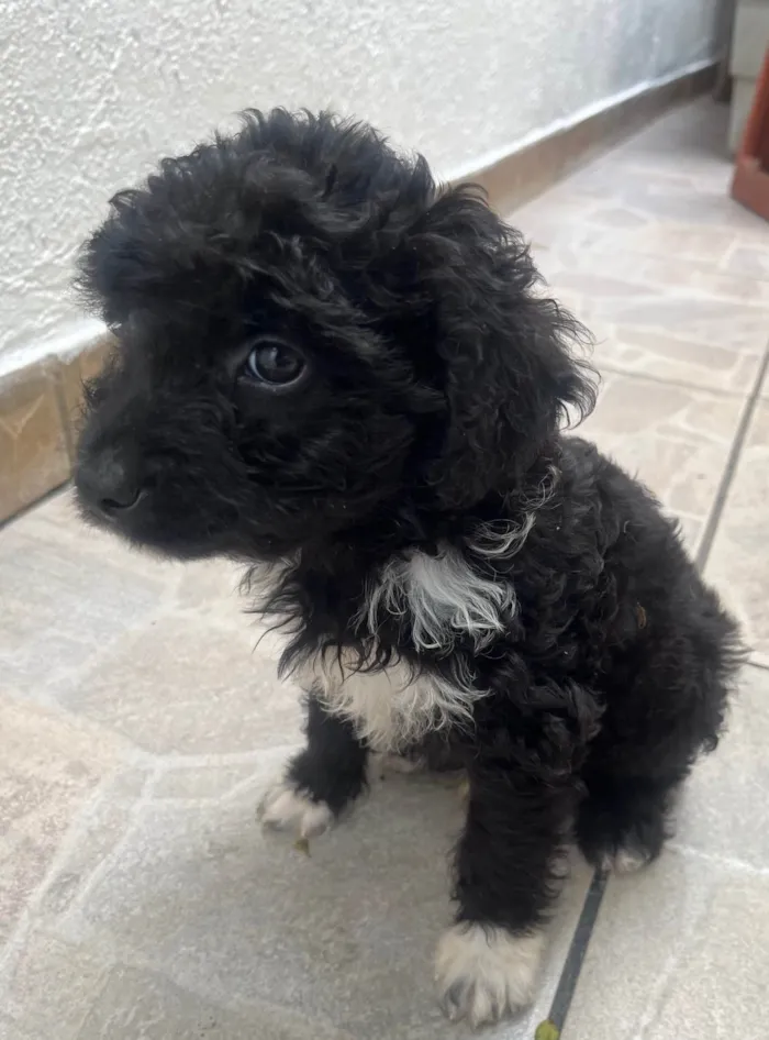 Cachorro ra a Mix de Poodle idade 2 a 6 meses nome Bento