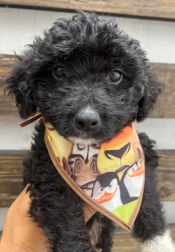 Cachorro ra a Mix de Poodle idade 2 a 6 meses nome Bento