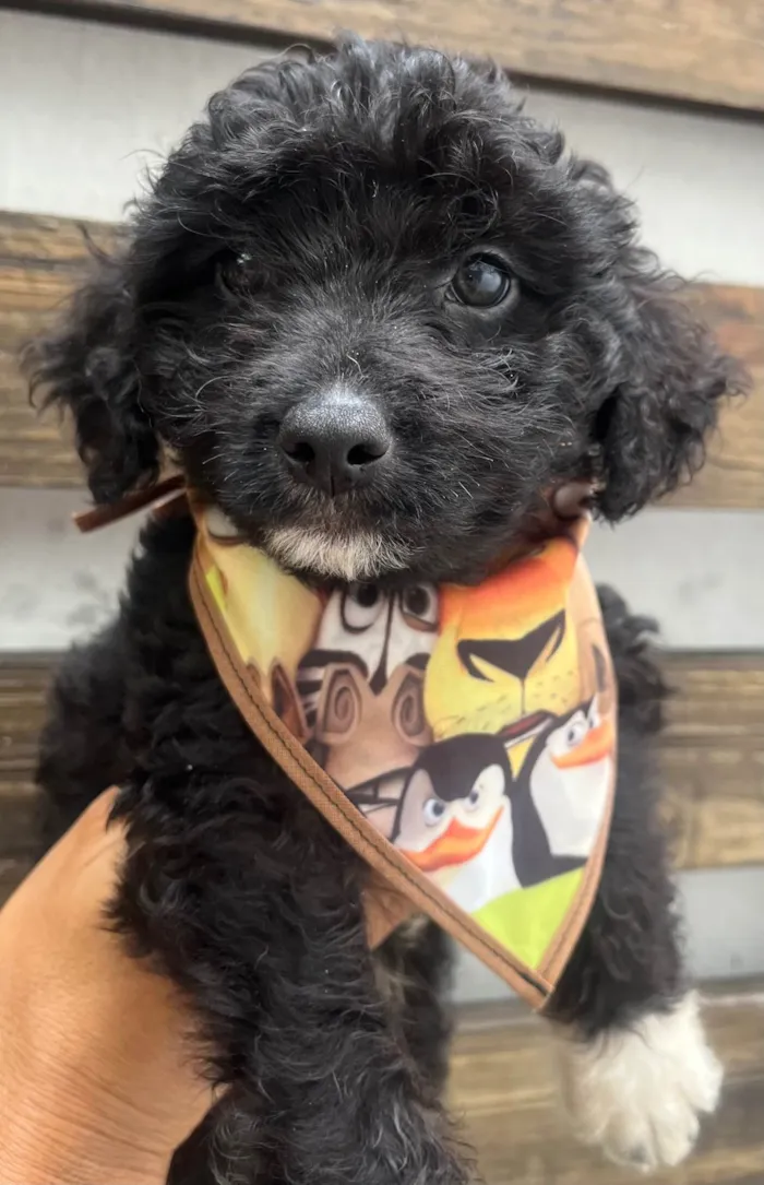 Cachorro ra a Mix de Poodle idade 2 a 6 meses nome Bento