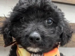 Cachorro raça Mix de Poodle idade 2 a 6 meses nome Bento