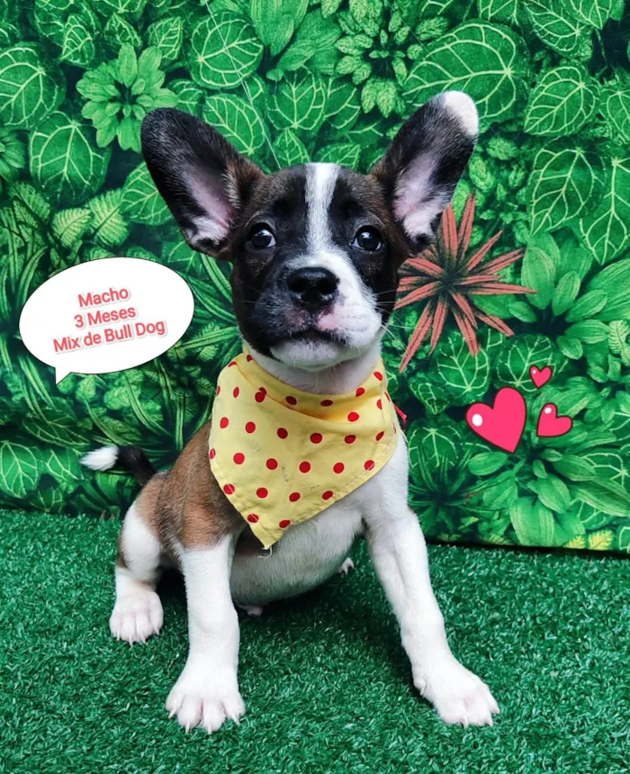 Cachorro ra a Bulldog idade 2 a 6 meses nome Ken 