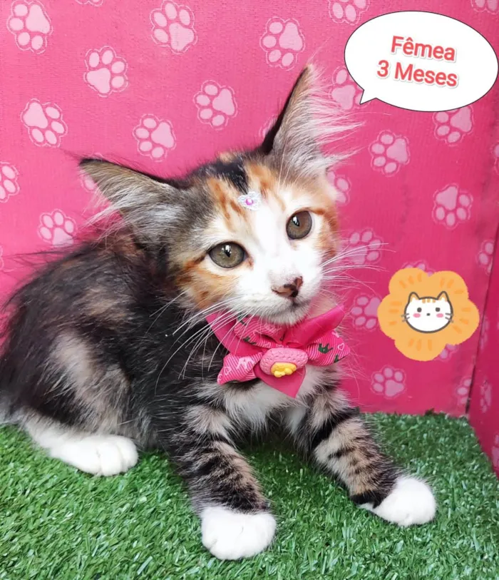 Gato ra a SRD-ViraLata idade 2 a 6 meses nome Pandora 