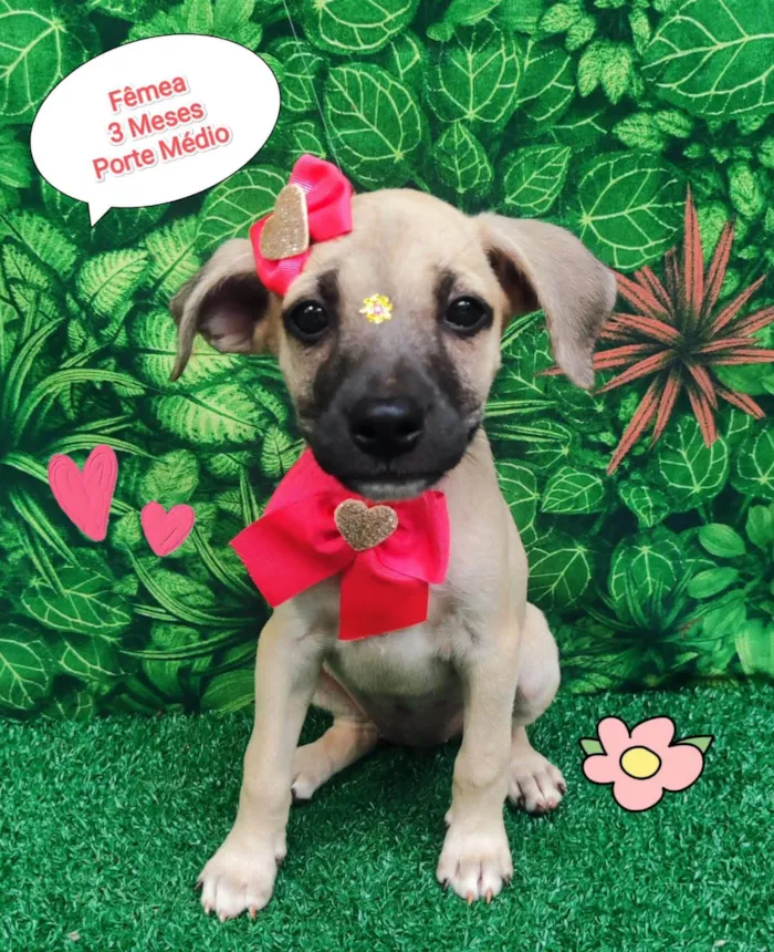 Cachorro ra a SRD-ViraLata idade 2 a 6 meses nome Melinda 