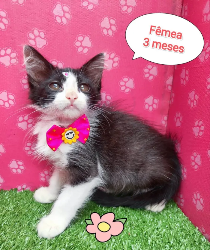 Gato ra a SRD-ViraLata idade 2 a 6 meses nome Tiara
