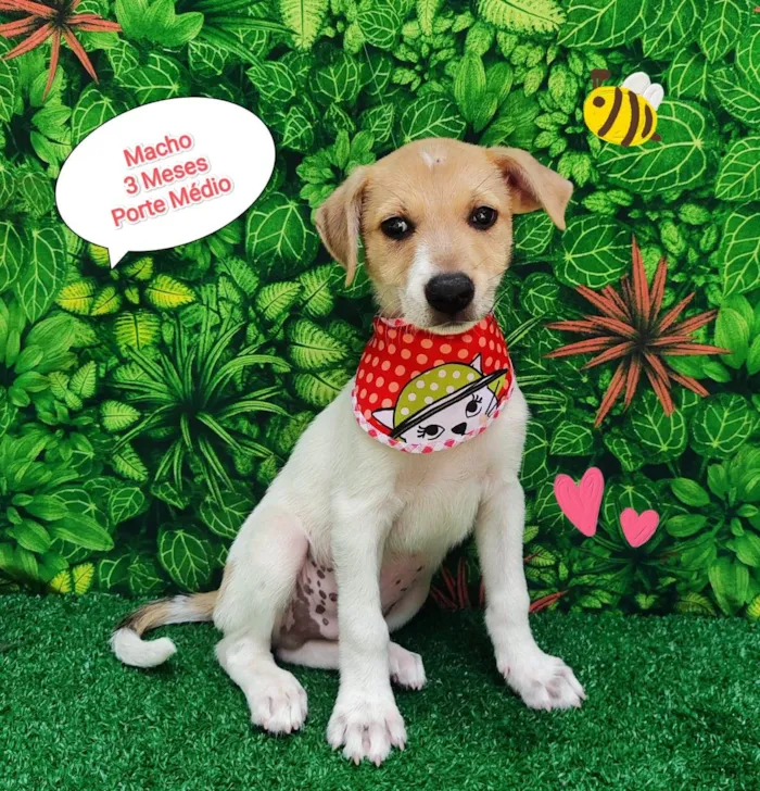 Cachorro ra a SRD-ViraLata idade 2 a 6 meses nome Bolinha