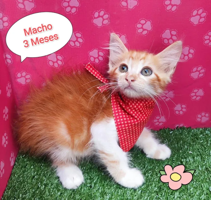 Gato ra a SRD-ViraLata idade 2 a 6 meses nome Hery