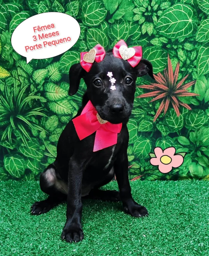 Cachorro ra a SRD-ViraLata idade 2 a 6 meses nome Maze