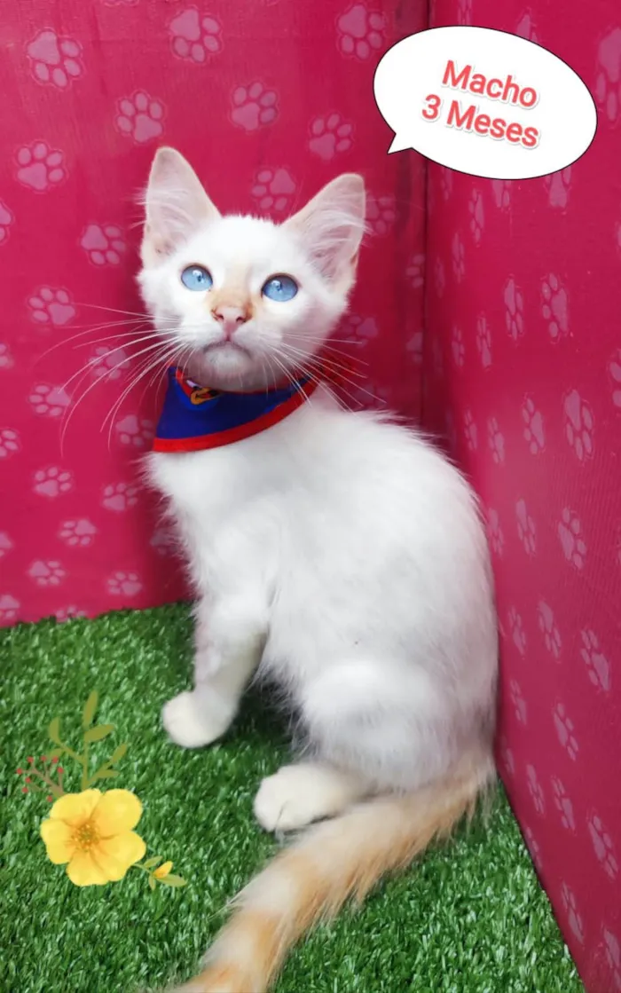Gato ra a  idade 2 a 6 meses nome Branquinho 
