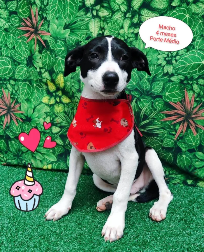 Cachorro ra a SRD-ViraLata idade 2 a 6 meses nome Batman 