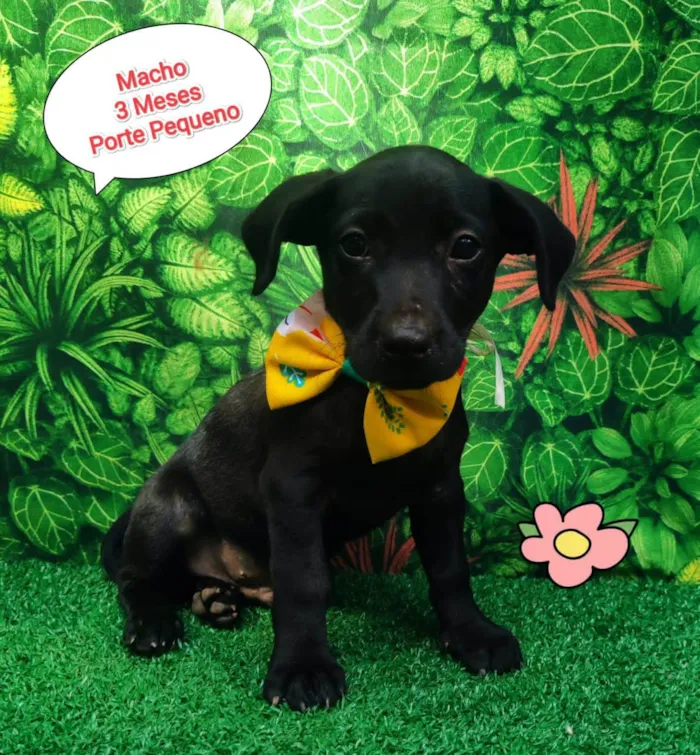 Cachorro ra a SRD-ViraLata idade 2 a 6 meses nome Nino