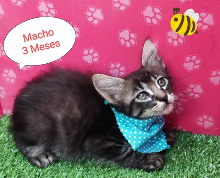 Gato ra a SRD-ViraLata idade 2 a 6 meses nome Miudo