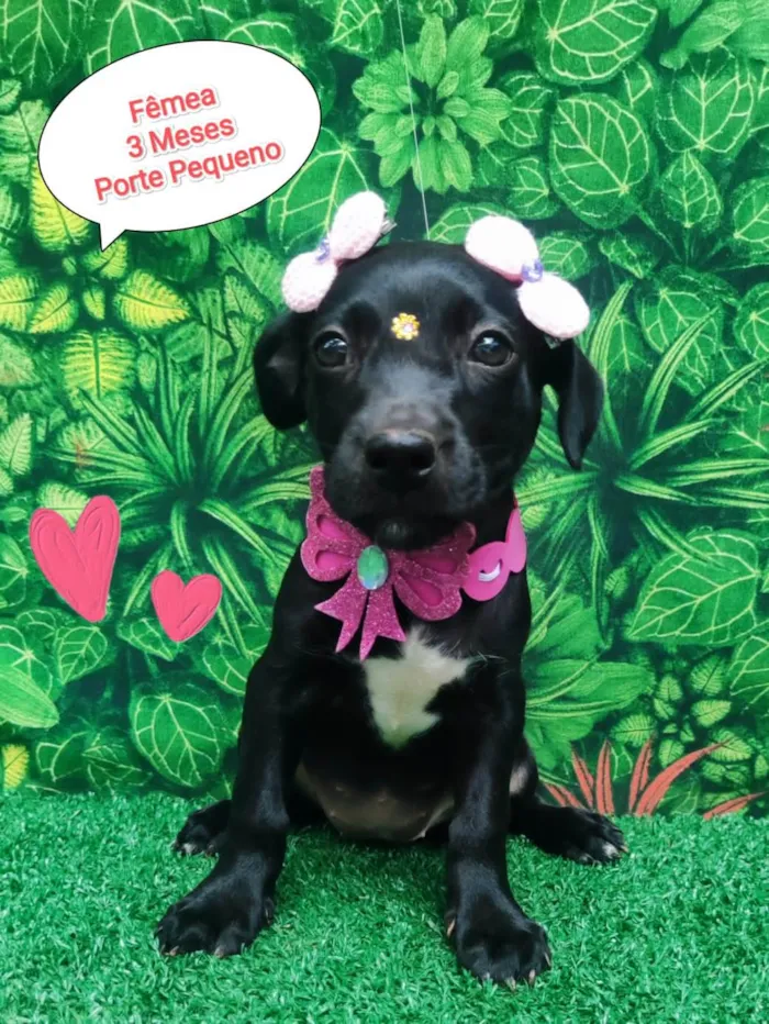 Cachorro ra a  idade 2 a 6 meses nome Layla