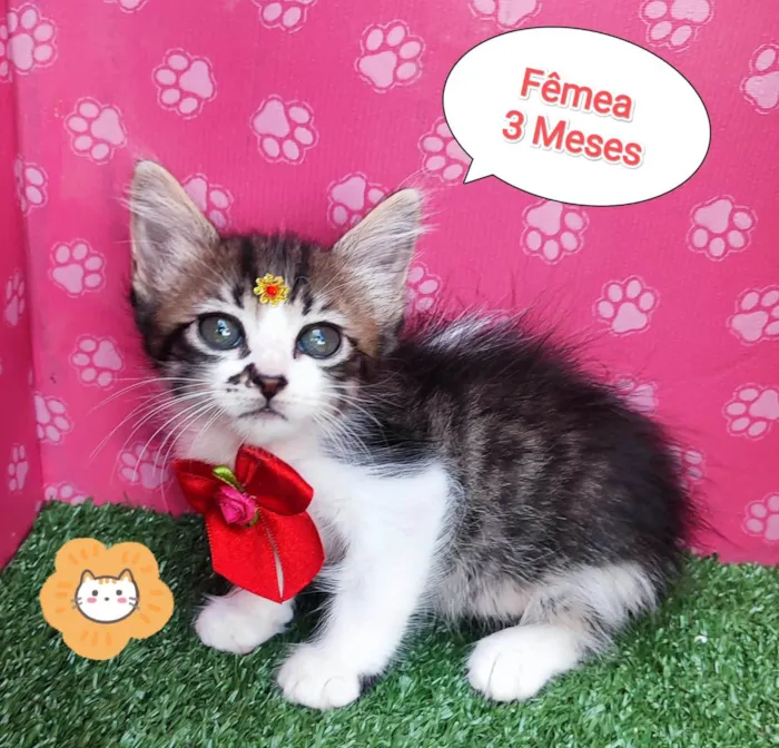 Gato ra a SRD-ViraLata idade 2 a 6 meses nome Duda