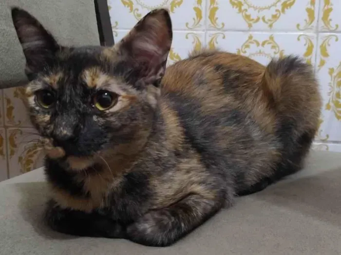 Gato ra a Srd idade 7 a 11 meses nome Panceta