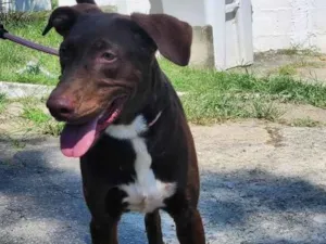Cachorro raça SRD-ViraLata idade 2 anos nome Toblerone
