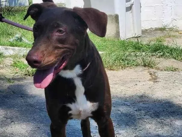 Cachorro ra a SRD-ViraLata idade 2 anos nome Toblerone