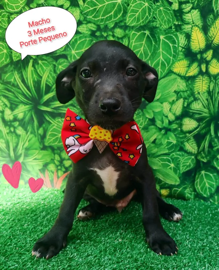 Cachorro ra a SRD-ViraLata idade 2 a 6 meses nome Troy