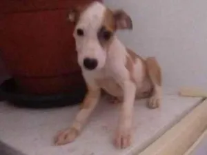 Cachorro raça SRD-ViraLata idade 2 a 6 meses nome Serena