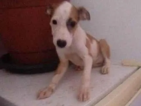 Cachorro ra a SRD-ViraLata idade 2 a 6 meses nome Serena