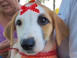 Cachorro raça Mestica  idade 2 a 6 meses nome Brenda 
