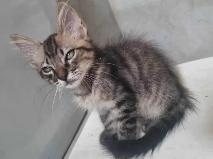 Gato ra a Srd idade 2 a 6 meses nome Monty