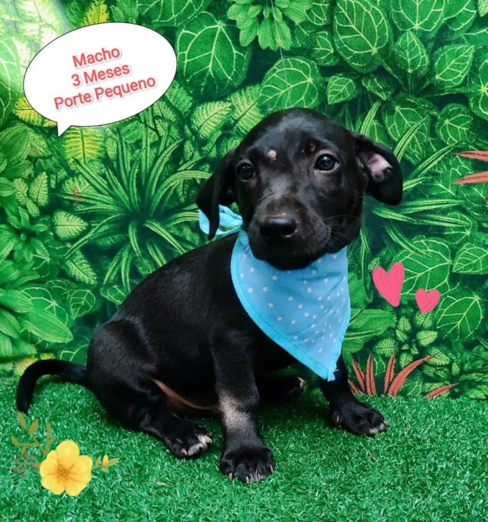 Cachorro ra a SRD-ViraLata idade 2 a 6 meses nome Felipe 